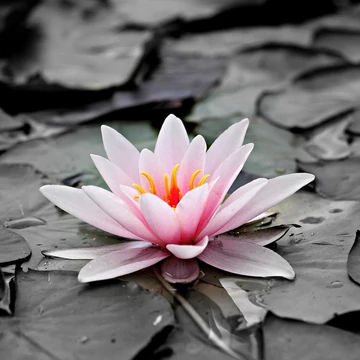 Magicca Meditációs Kör HAVI TAGSÁG MÁJUS